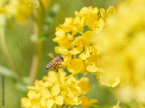ホバリングして菜の花の蜜を吸いに来たミツバチ