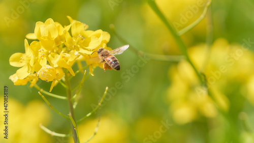 ホバリングして菜の花の蜜を吸いに来たミツバチ
