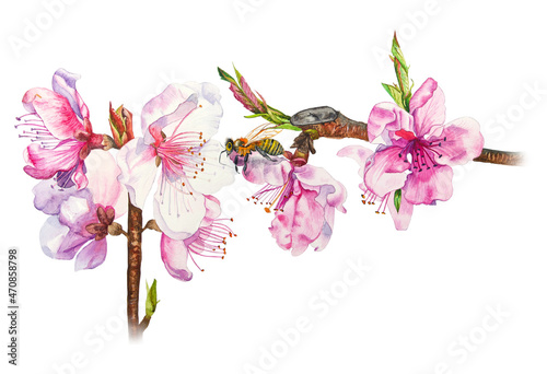 Botanical illustration of almond flowers isolated on white background   © Tatiana