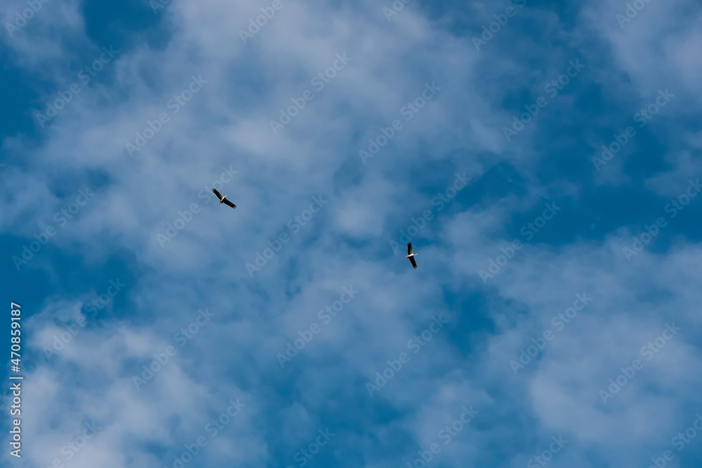 Blue sky and clouds with pair of birds