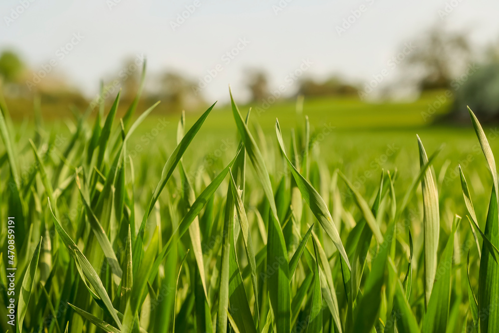 Green grass field close up