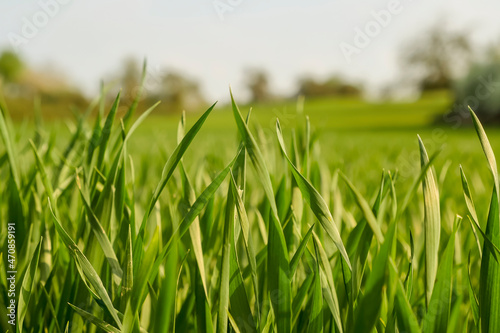 Green grass field close up