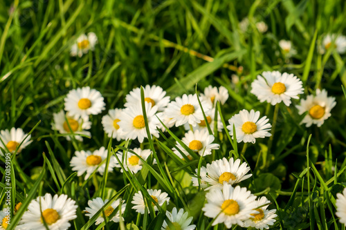 Daisy flowers in grass