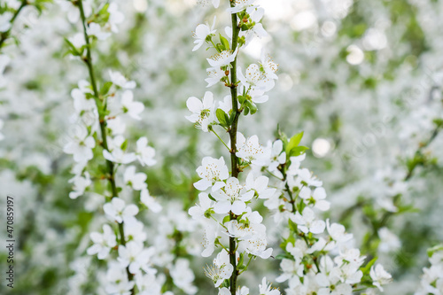 White flower blossoms on branch