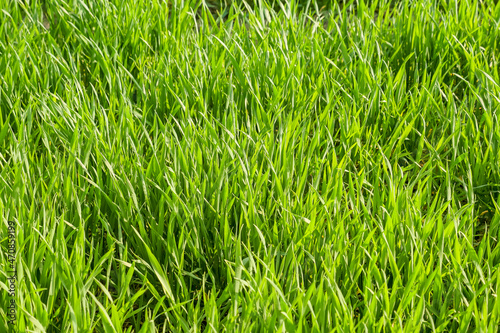 High angle of green grass