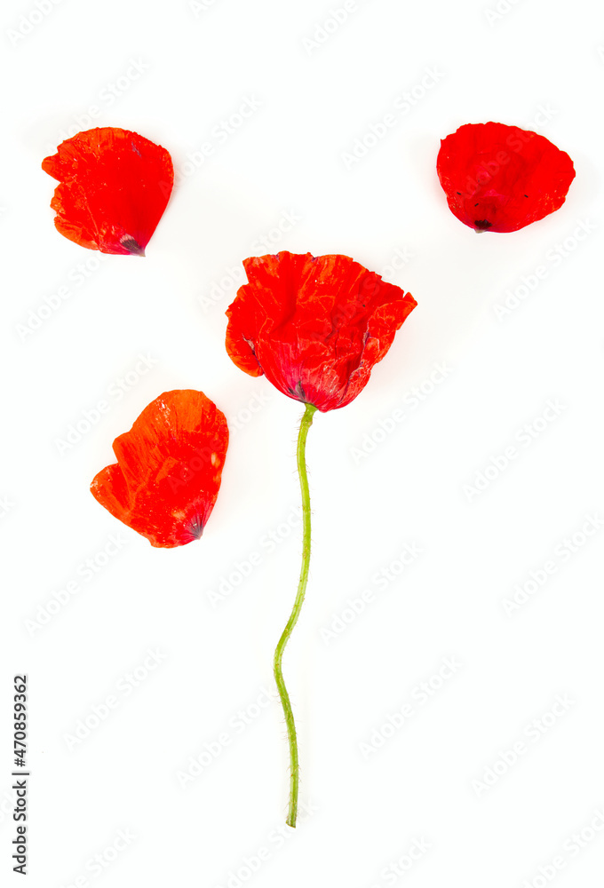 poppy flowers isolated on white background poppy flowers isolated on white background