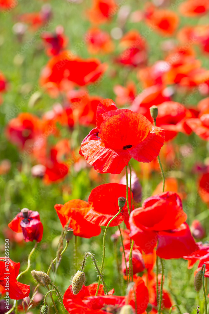 Fototapeta premium beautiful poppy flower field on a sunny summer day