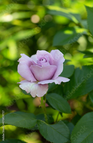 lilac rose growing in garden