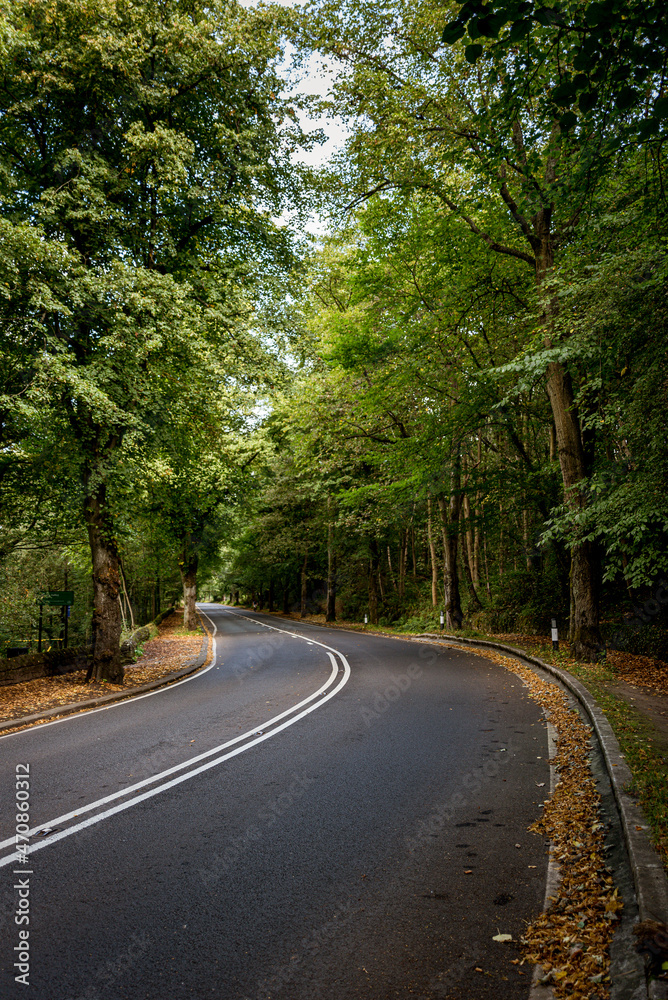 road in the woods in the UK autumn road in the woods in the UK autumn