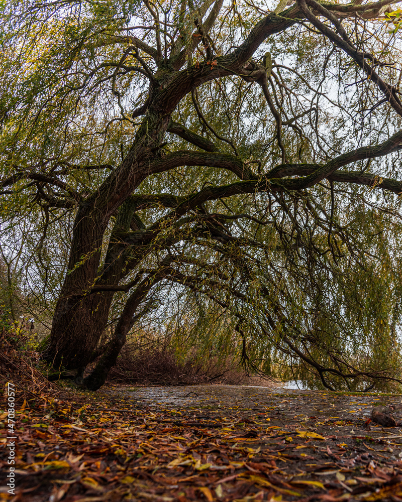 Bending trees in the woods by the edge of the river Bending trees in the woods by the edge of the river