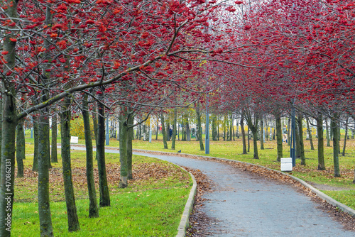 Alley with red mountain ash in the park named after the 300th anniversary of St. Petersburg .