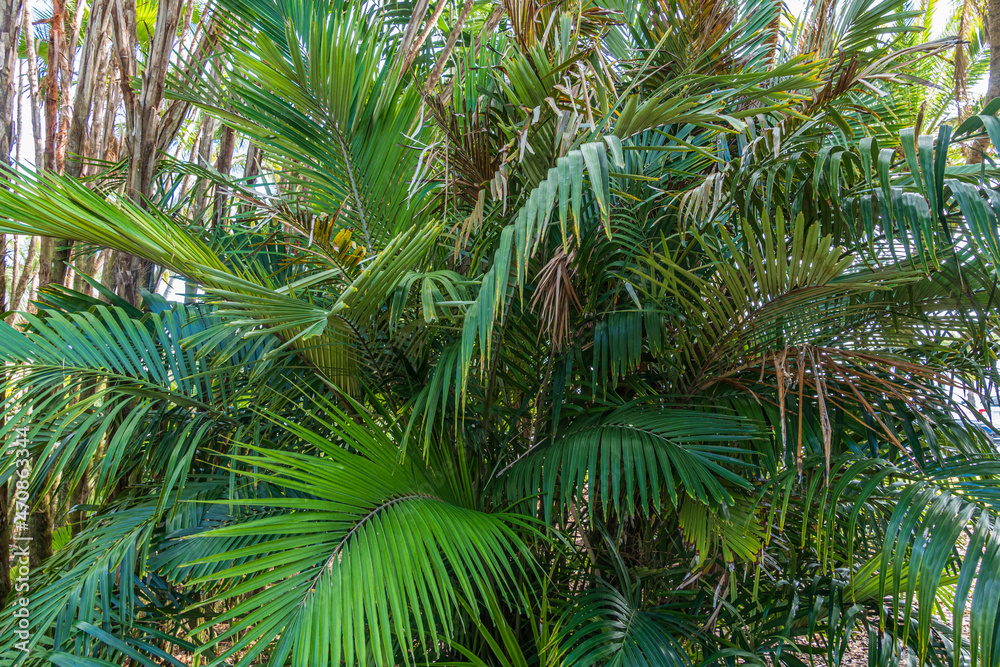 Dwarf sugar palm a.k.a. Formosa palm (Arenga engleri), native to Taiwan and Japan's Ryukyu Islands - Florida, USA Dwarf sugar palm a.k.a. Formosa palm (Arenga engleri), native to Taiwan and Japan's Ryukyu Islands - Florida, USA