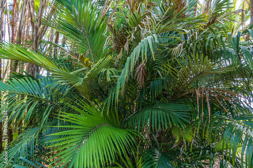 Dwarf sugar palm a.k.a. Formosa palm  Arenga engleri   native to Taiwan and Japan s Ryukyu Islands - Florida  USA