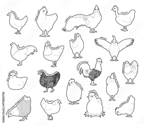 Chicken Set Various Kind Identify Cartoon Vector Black and White