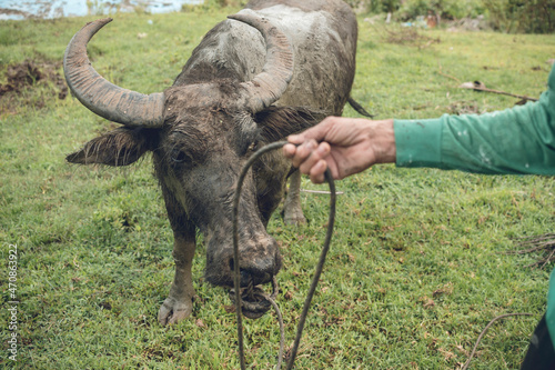 An old farmer guides his carabao through a grassy field. Rural countryside village scene photo