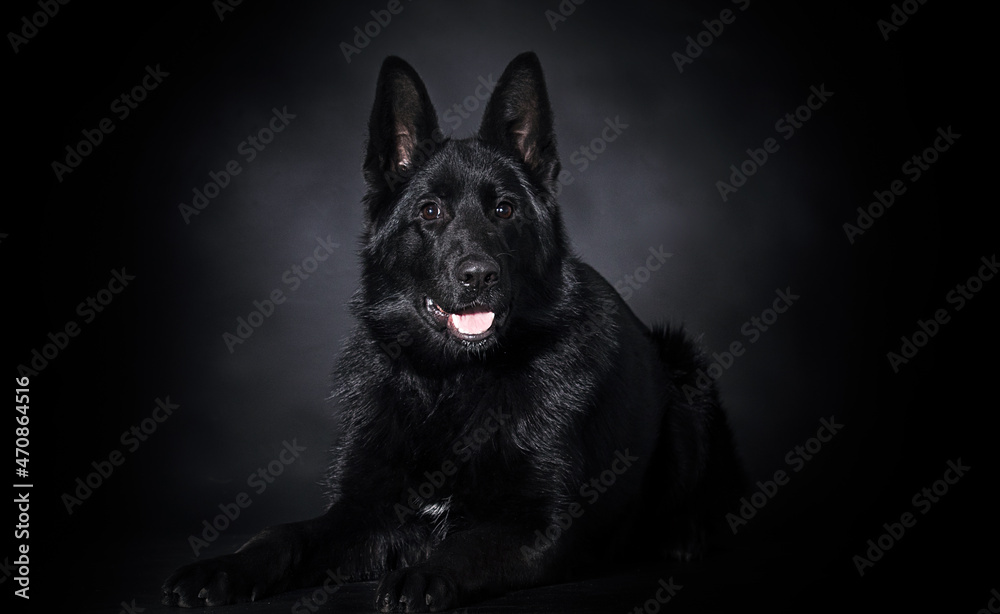 black dog german shepherd lies on a black background
