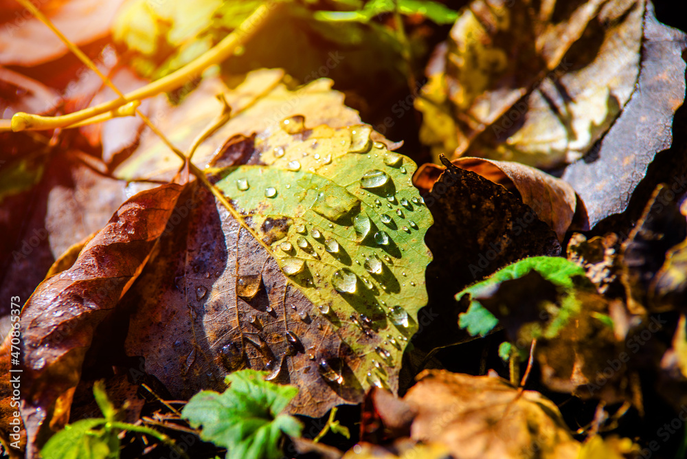 Autumn background-aspen leaves fallen leaves lying on the grass
Autumn background-aspen leaves fallen leaves lying on the grass
