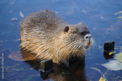 The coypu (myocastor coypus) or nutria is a large, herbivorous, semiaquatic rodent. Classified as member of the family myocastoridae. Wild specimen in Celle Castle Park, Germany. © juerginho