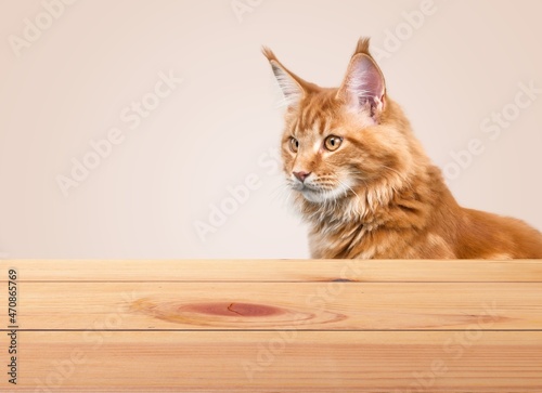 The cute small kitten was curiously looking up at the wooden table.