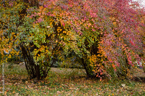 autumn leaves in the garden © viktoriia