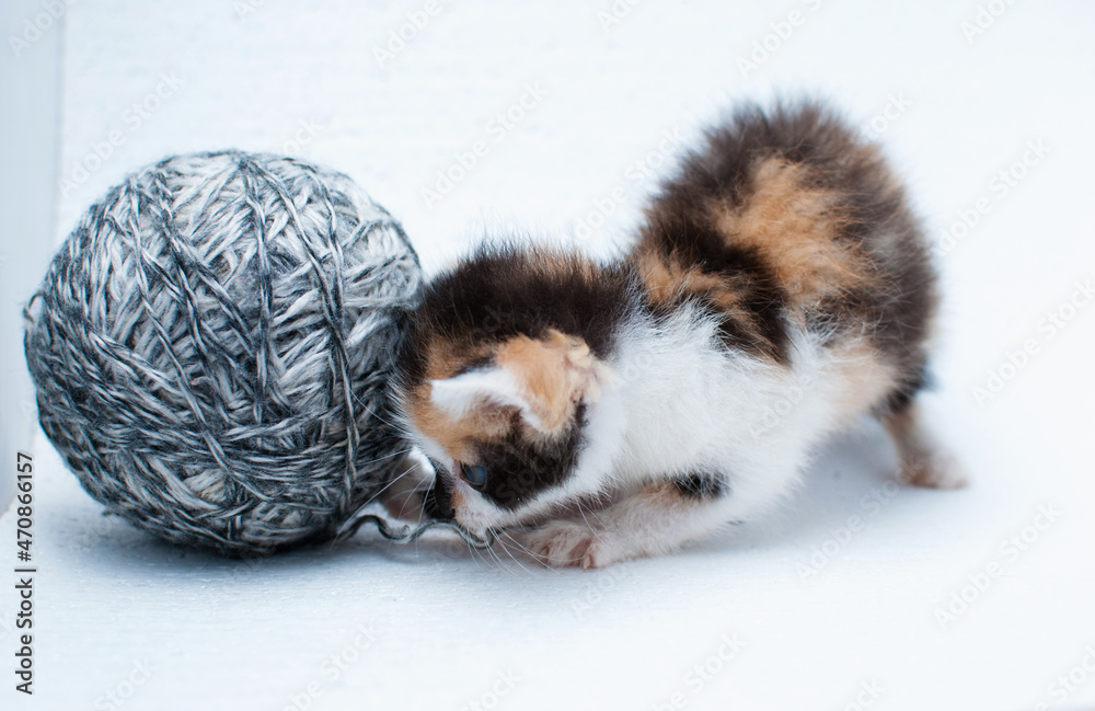 Obraz premium kitten on white background