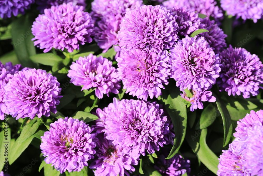 Beautiful blooming chrysanthemum in sunny August Beautiful blooming chrysanthemum in sunny August