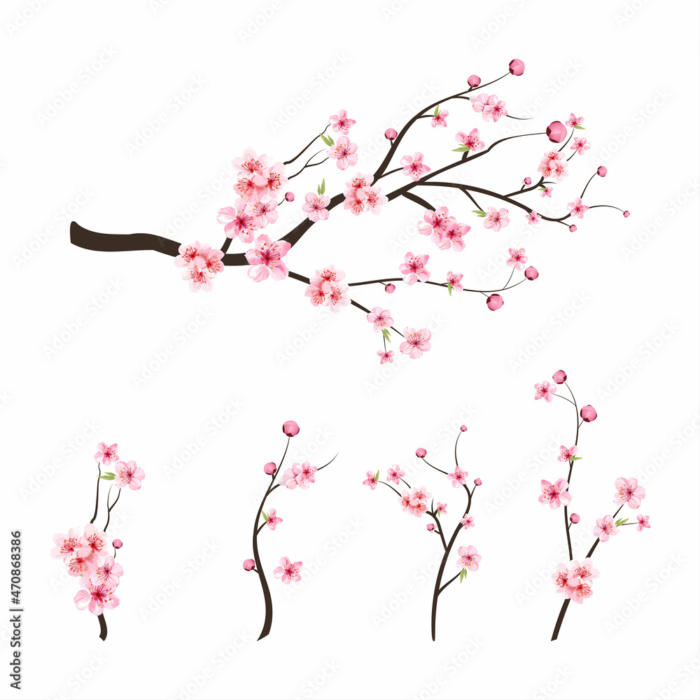 Pink sakura flower background. Sakura on white background. Watercolor cherry bud. Cherry blossom branch with sakura flower. Watercolor cherry blossom vector. Cherry blossom flower blooming vector.