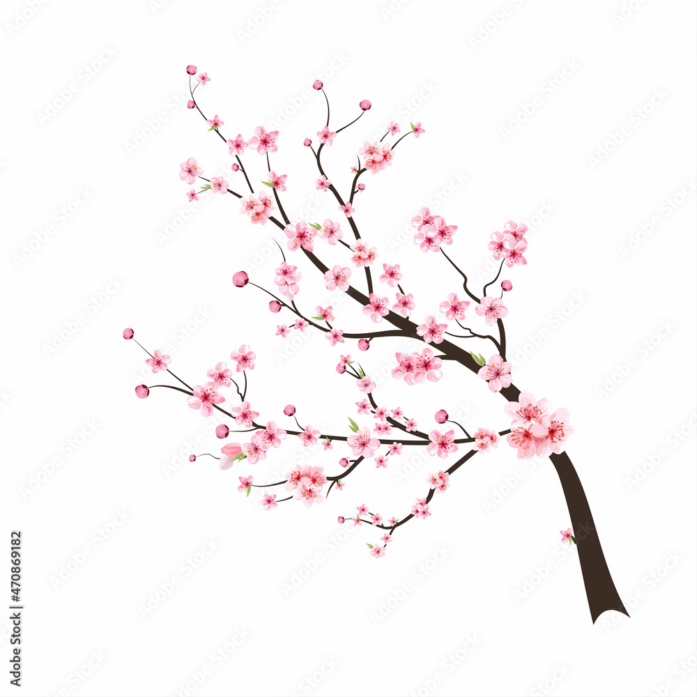 Cherry blossom flower blooming vector. Watercolor cherry blossom vector. Sakura on white background. Pink sakura flower background. Cherry blossom branch with sakura flower. Watercolor cherry bud.