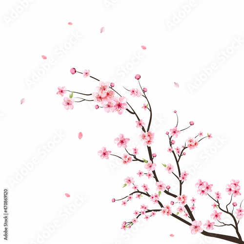 Watercolor cherry blossom vector. Sakura on white background. Watercolor cherry bud. Cherry blossom branch with sakura flower. Cherry blossom flower blooming vector. Pink sakura flower background.
