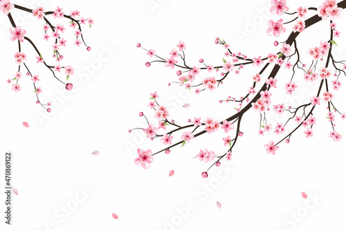 Fotobehang Sakura on white background