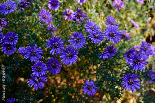 Flowers in the garden. Winter has come. Perennial aster flowers frozen in the frost.