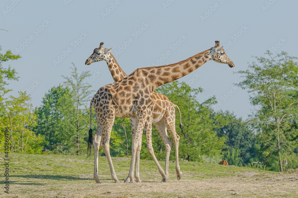Fototapeta premium giraffe eating grass