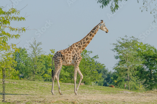 giraffe in the wild