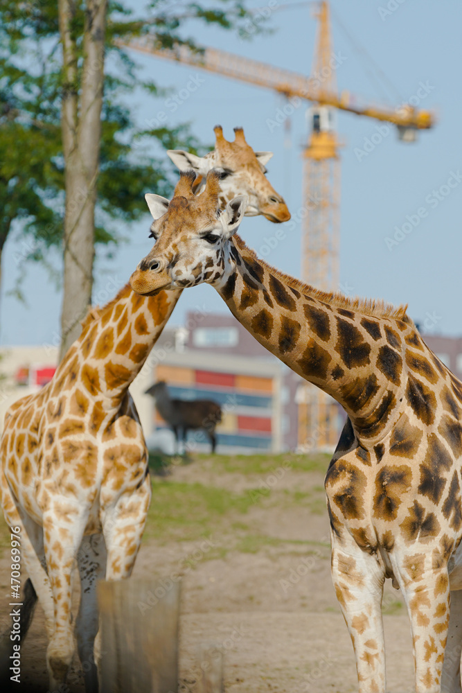 Naklejka premium giraffe in the zoo