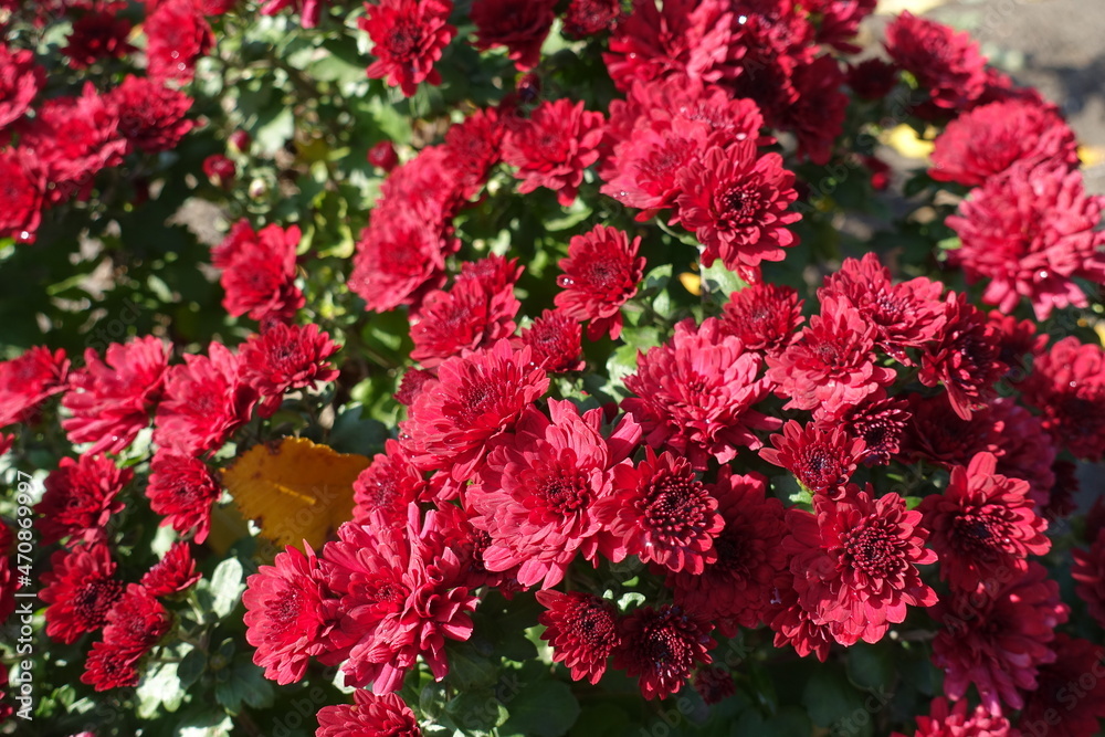 Newly opened red flowers of Chrysanthemums in October
