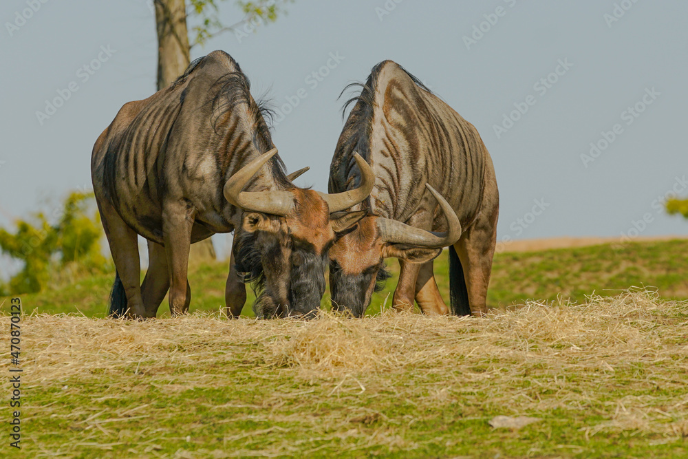 Fototapeta premium buffalo