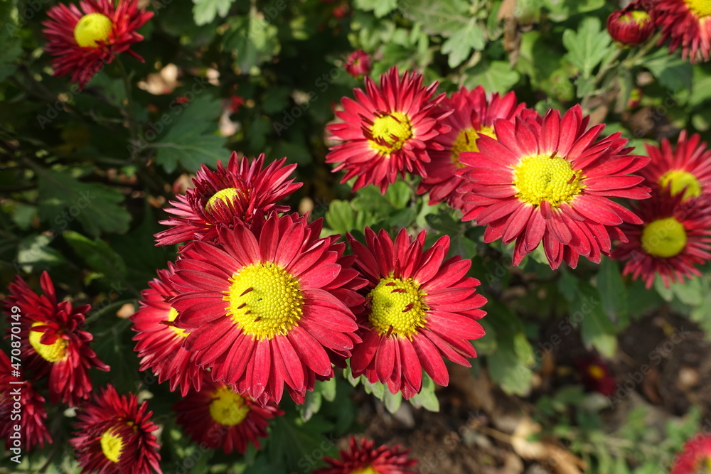 Bright red and yellow flowers of Chrysanthemums in November Bright red and yellow flowers of Chrysanthemums in November
