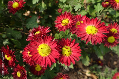 Bright red and yellow flowers of Chrysanthemums in November