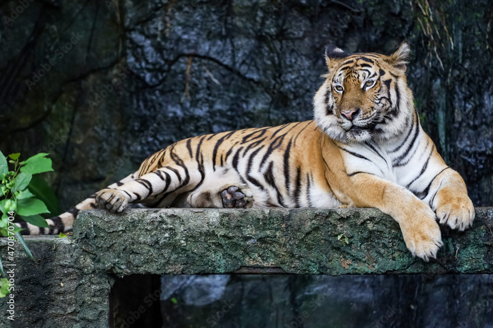 Close up bengal tiger is beautiful animal and dangerous in forest Close up bengal tiger is beautiful animal and dangerous in forest