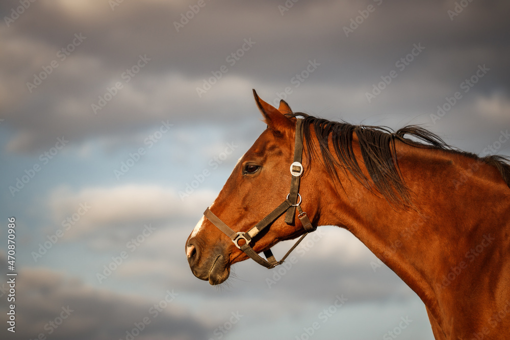Obraz premium Portrait of thoroughbred horse head against cloudy sky
