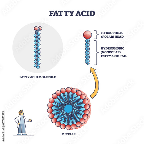 Fatty acid molecule with micelle and side view structure outline diagram. Labeled educational chain with hydrophobic nonpolar tail and hydrophilic polar head vector illustration. Isolated closeup. photo