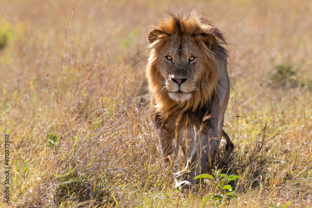 Lion (Panthera leo) male walking in the Masai Mara National Reserve in Kenya Lion (Panthera leo) male walking in the Masai Mara National Reserve in Kenya