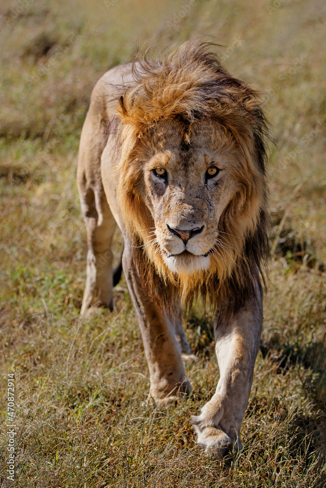 Lion (Panthera leo) male walking in the Masai Mara National Reserve in Kenya Lion (Panthera leo) male walking in the Masai Mara National Reserve in Kenya