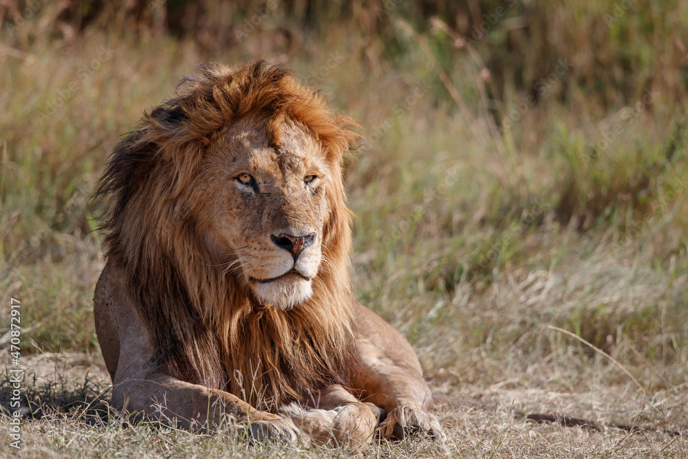 Lion (Panthera leo) male resting in the Masai Mara National Reserve in Kenya Lion (Panthera leo) male resting in the Masai Mara National Reserve in Kenya