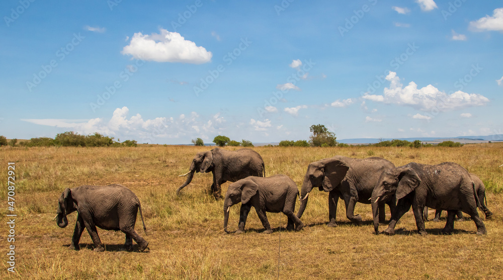 elephant family moving around on the savannah of the Masai Mara National Reserve in Kenya