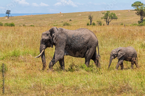 elephant family moving around on the savannah of the Masai Mara National Reserve in Kenya