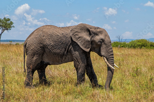 elephant moving around on the savannah of the Masai Mara National Reserve in Kenya
