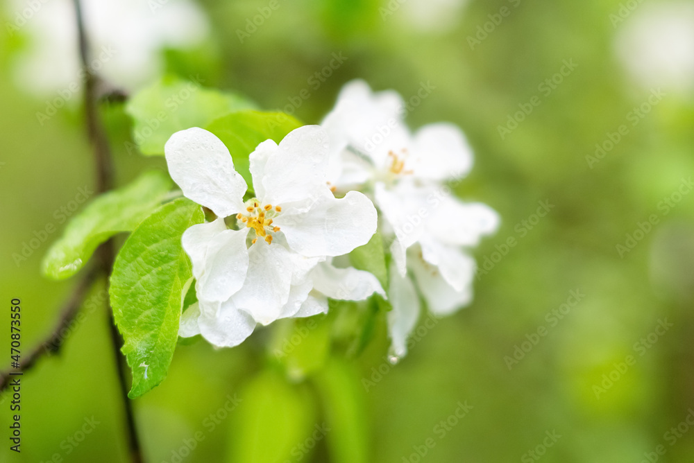 Fototapeta premium Close up white flowers of blooming apple tree branch in spring orchard