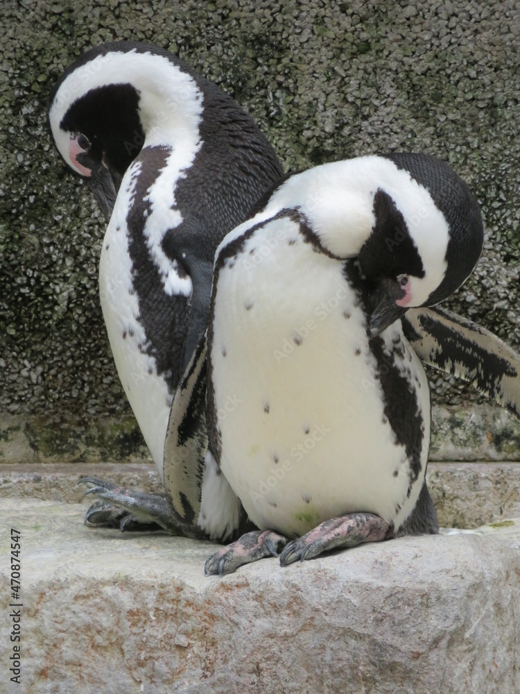 Naklejka premium ケープペンギン