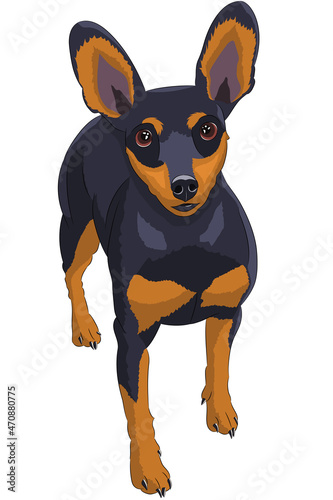 Vector drawing of a miniature pinscher dog.